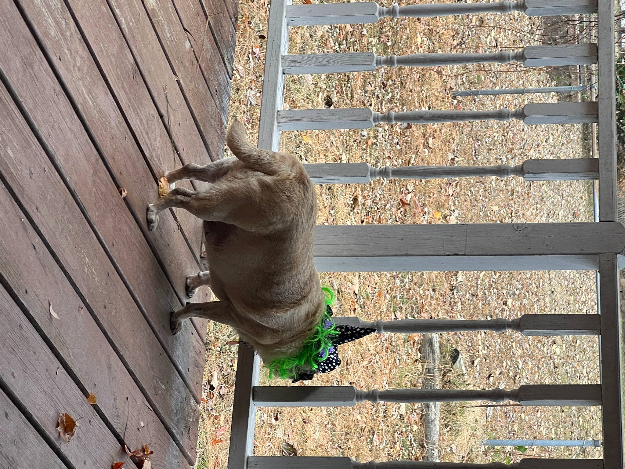 Juju joined the competition — help win amazing prizes! beak, fawn, felidae, fence, grass, mesh, metal, perching_bird, plant, rectangle, shadow, small_to_medium_sized_cats, snout, tail, terrestrial_animal, tints_and_shades, wildlife, window, wood, wood_stain