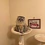 animal, cat, cat_tree, cozy, cute, decor, domestic, feline, fluffy, furry, gray_cat, holiday_sign, indoor, paws, perched, pet, playful, resting, scottish_fold, soft