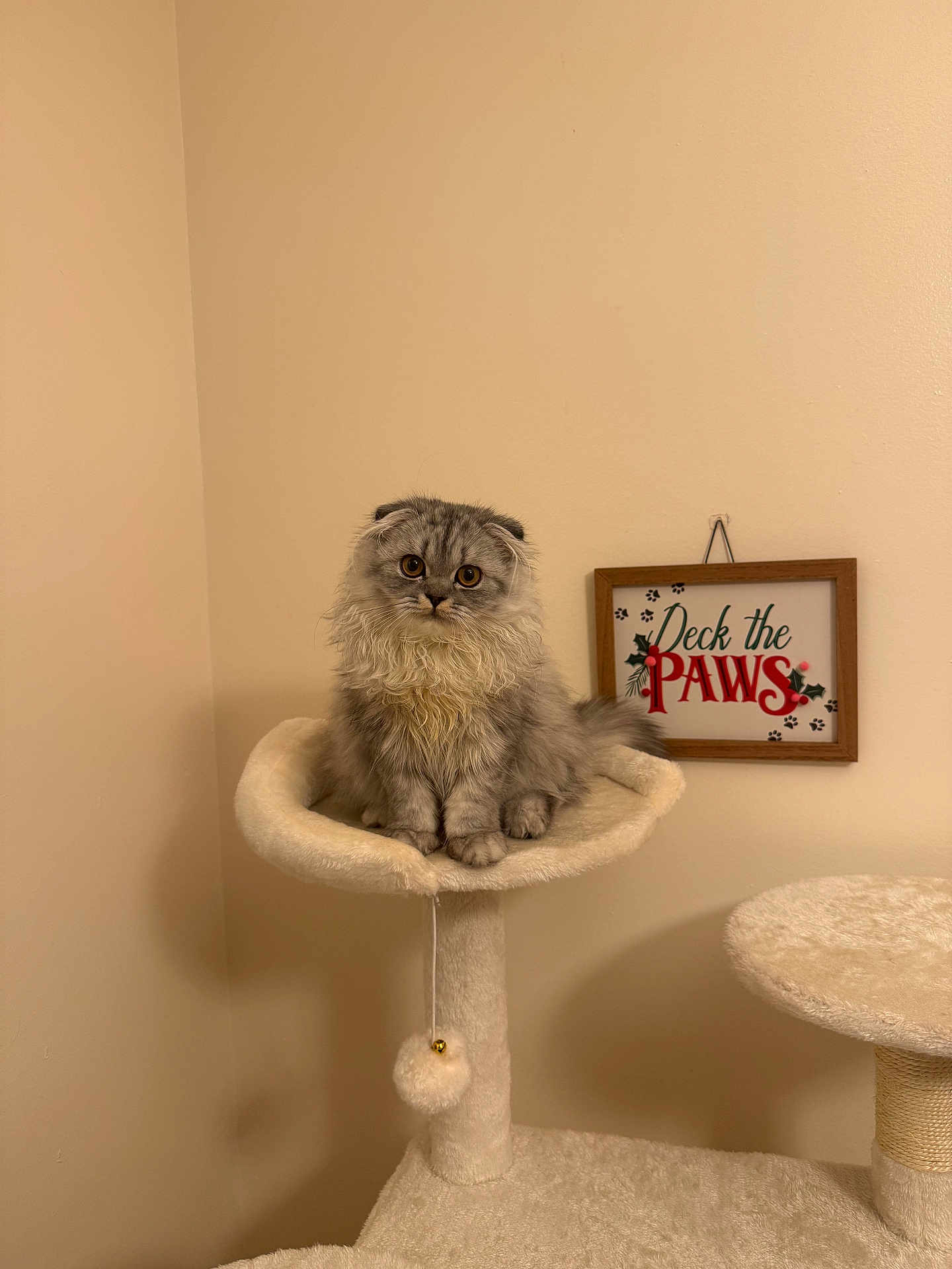 Bean joined the competition — help win amazing prizes! animal, cat, cat_tree, cozy, cute, decor, domestic, feline, fluffy, furry, gray_cat, holiday_sign, indoor, paws, perched, pet, playful, resting, scottish_fold, soft