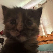 Gypsy is registered to the contest to win money with this photo: kitten, cat, blurry, closeup, indoor, curtains, furniture, bed, wood, domestic, pet, animal, cute, fur, eyes, face, soft, young, small, whiskers