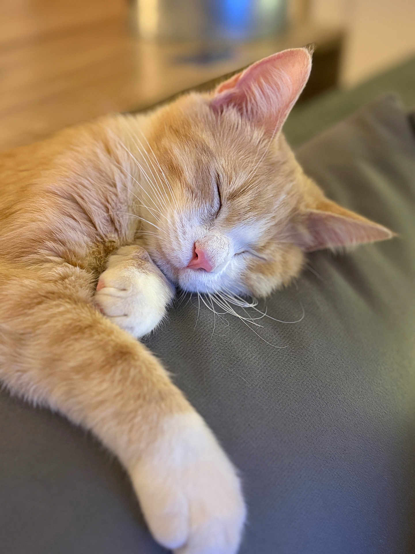 Jackmus participe au concours pour gagner de l'argent avec cette photo : cat, orange_tabby, sleeping, closeup, paw, whiskers, feline, relaxation, indoor, cute, pet, soft, cozy, rest, fur, animal, domestic, calm, peaceful, adorable