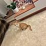 cat, kitten, orange_cat, carpet, indoor, plant, potted_plant, wooden_furniture, photoframes, candle, cozy, living_room, home_decor, floor, curious, pet, feline, domestic_animal, soft_texture, modern_style