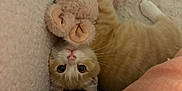 Jackmus a rejoint le concours — aidez-le/la à gagner de superbes lots ! cat, kitten, stuffed_toy, teddy_bear, upside_down, orange_cat, white_paws, cozy, soft, blanket, cute, pet, indoor, furry, sleeping_area, relaxed, animal, toy, resting, comfort