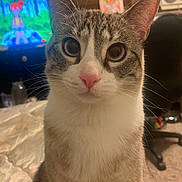 Leela joined the competition — help win amazing prizes! cat, pet, indoor, closeup, whiskers, pink_nose, curious, feline, animal, bed, blanket, television, cartoon, chair, room, carpet, fur, ears, eyes, domestic