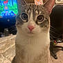 cat, pet, indoor, closeup, whiskers, pink_nose, curious, feline, animal, bed, blanket, television, cartoon, chair, room, carpet, fur, ears, eyes, domestic