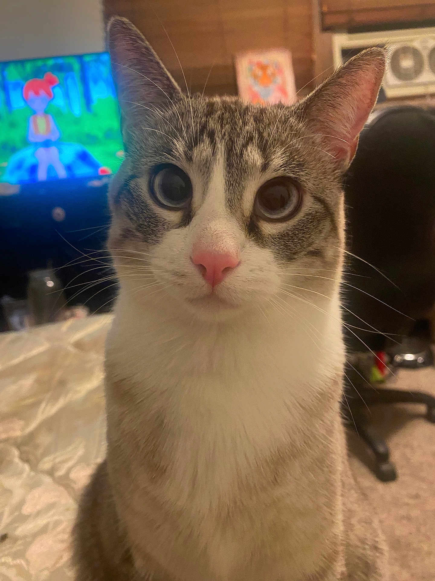 Leela joined the competition — help win amazing prizes! cat, pet, indoor, closeup, whiskers, pink_nose, curious, feline, animal, bed, blanket, television, cartoon, chair, room, carpet, fur, ears, eyes, domestic