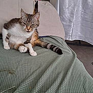 Minouche participe au concours pour gagner de l'argent avec cette photo : animal, blanket, cat, clutter, cute, domestic, feline, fur, grooming, household_items, indoor, leg_up, pet, pillow, relaxed, resting, shelf, tabby, table, whiskers