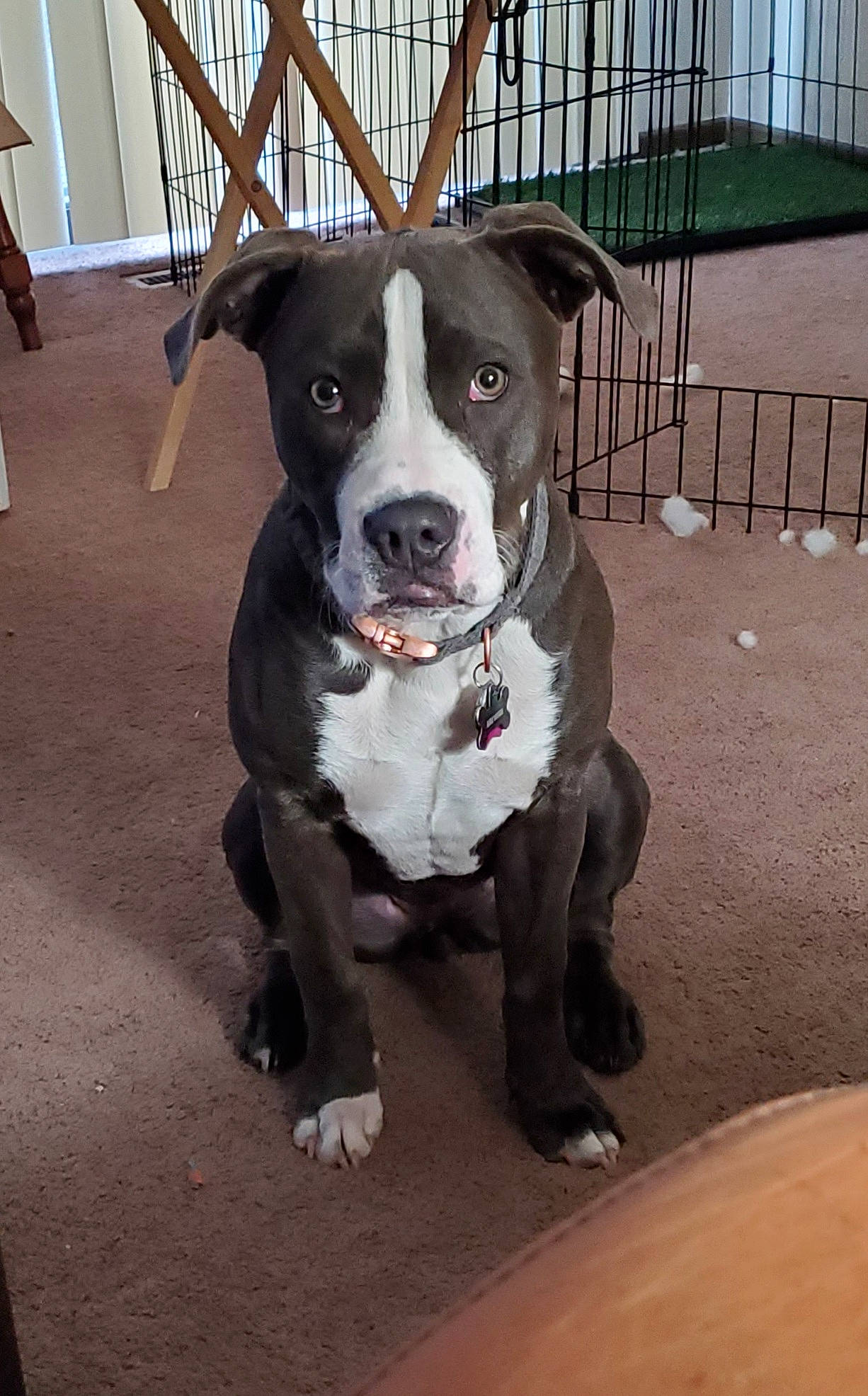 Ani Mosh is registered to the contest to win money with this photo: carnivore, collar, companion_dog, dog, dog_breed, dog_collar, fawn, fence, fur, guard_dog, hunting_dog, leash, non_sporting_group, pit_bull, puppy, sporting_group, whiskers, working_animal, working_dog