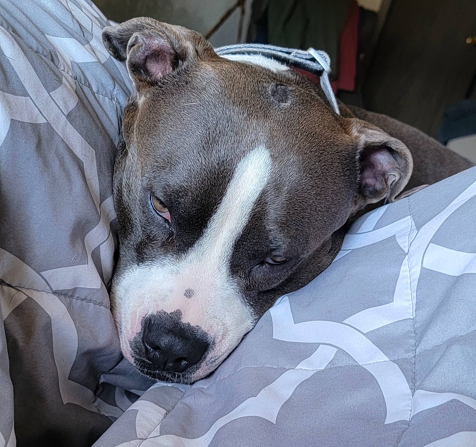 Ani Mosh is registered to the contest to win money with this photo: bored, canidae, carnivore, collar, comfort, companion_dog, dog, dog_breed, dog_collar, dog_supply, fawn, fur, linens, non_sporting_group, pet_supply, snout, sporting_group, terrestrial_animal, whiskers, working_animal