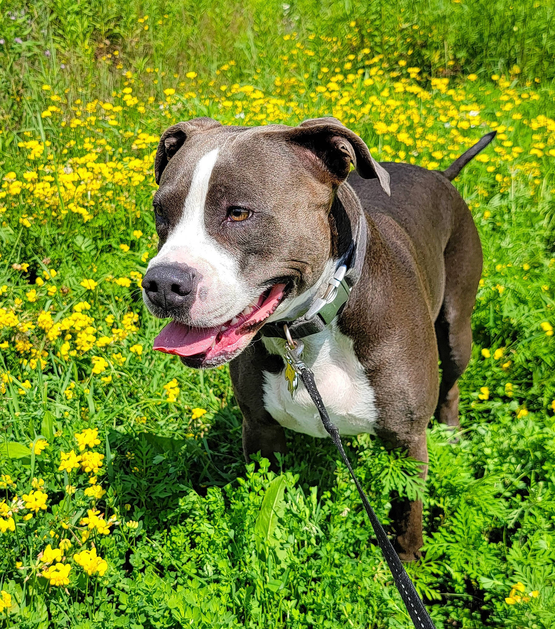 Ani Mosh is registered to the contest to win money with this photo: canidae, carnivore, collar, companion_dog, dog, dog_breed, dog_collar, fawn, flower, grass, grassland, groundcover, pet_supply, plant, shrub, snout, sporting_group, terrestrial_animal, working_animal, working_dog