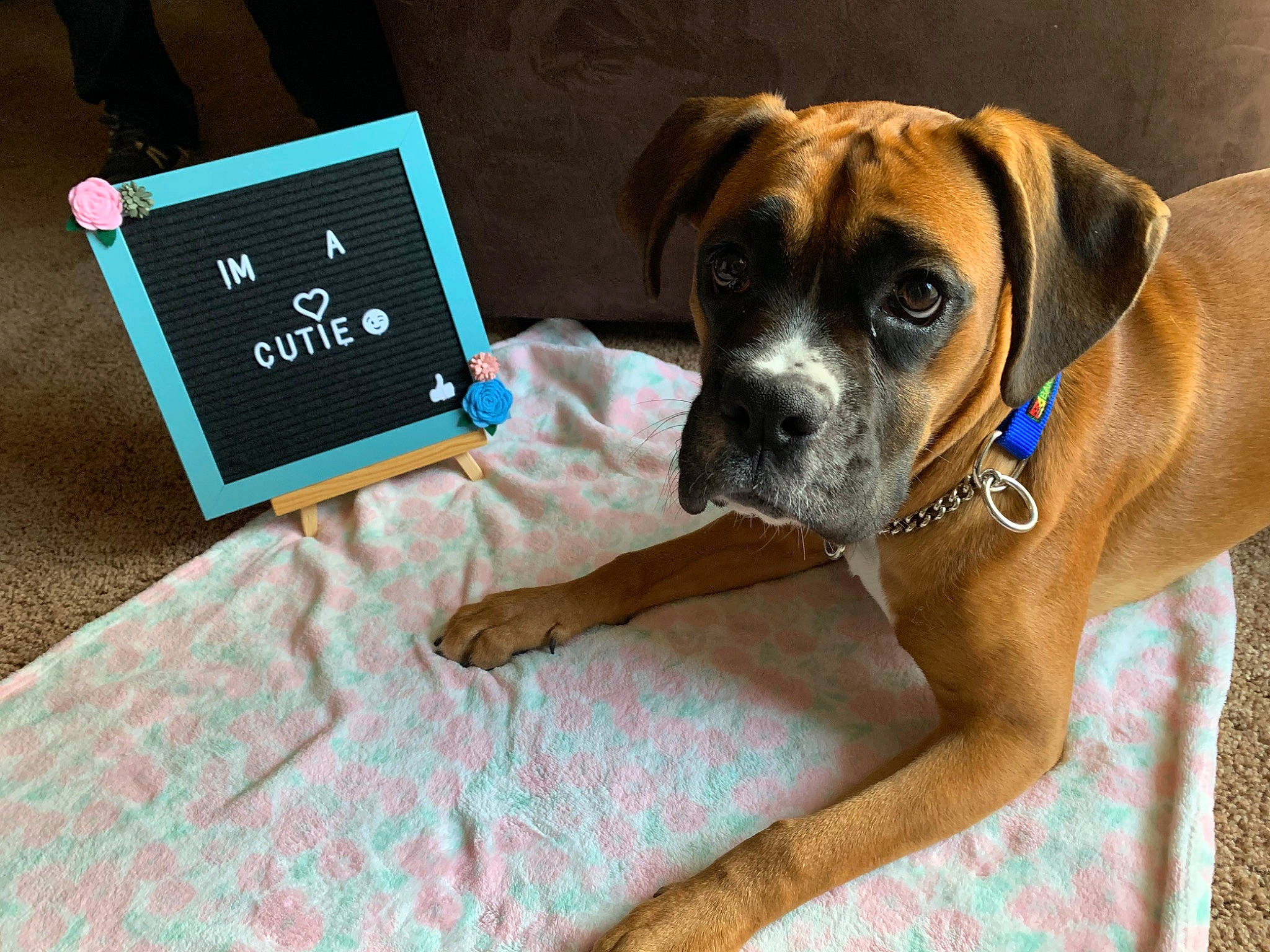 Bela joined the competition — help win amazing prizes! black_mouth_cur, boerboel, boxer, bullmastiff, canidae, carnivore, dog, dog_breed, english_mastiff, fawn, mammal, puggle, puppy, snout, sporting_group, vertebrate, working_dog