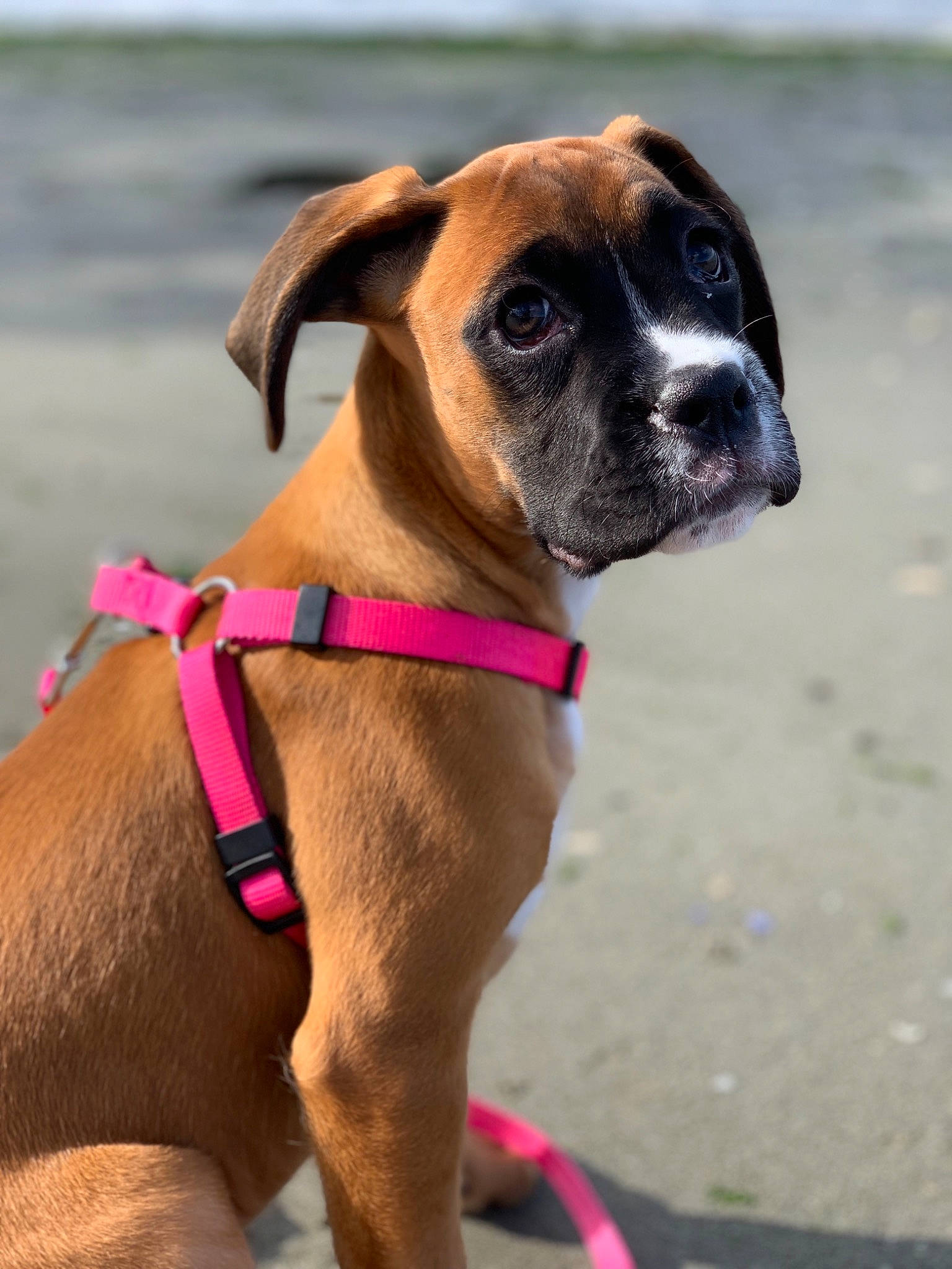 Bela joined the competition — help win amazing prizes! boxer, bullmastiff, canidae, carnivore, collar, dog, dog_breed, dog_collar, dog_walking, fawn, leash, mammal, molosser, rare_breed_dog, snout, sporting_group, valley_bulldog, vertebrate, working_dog