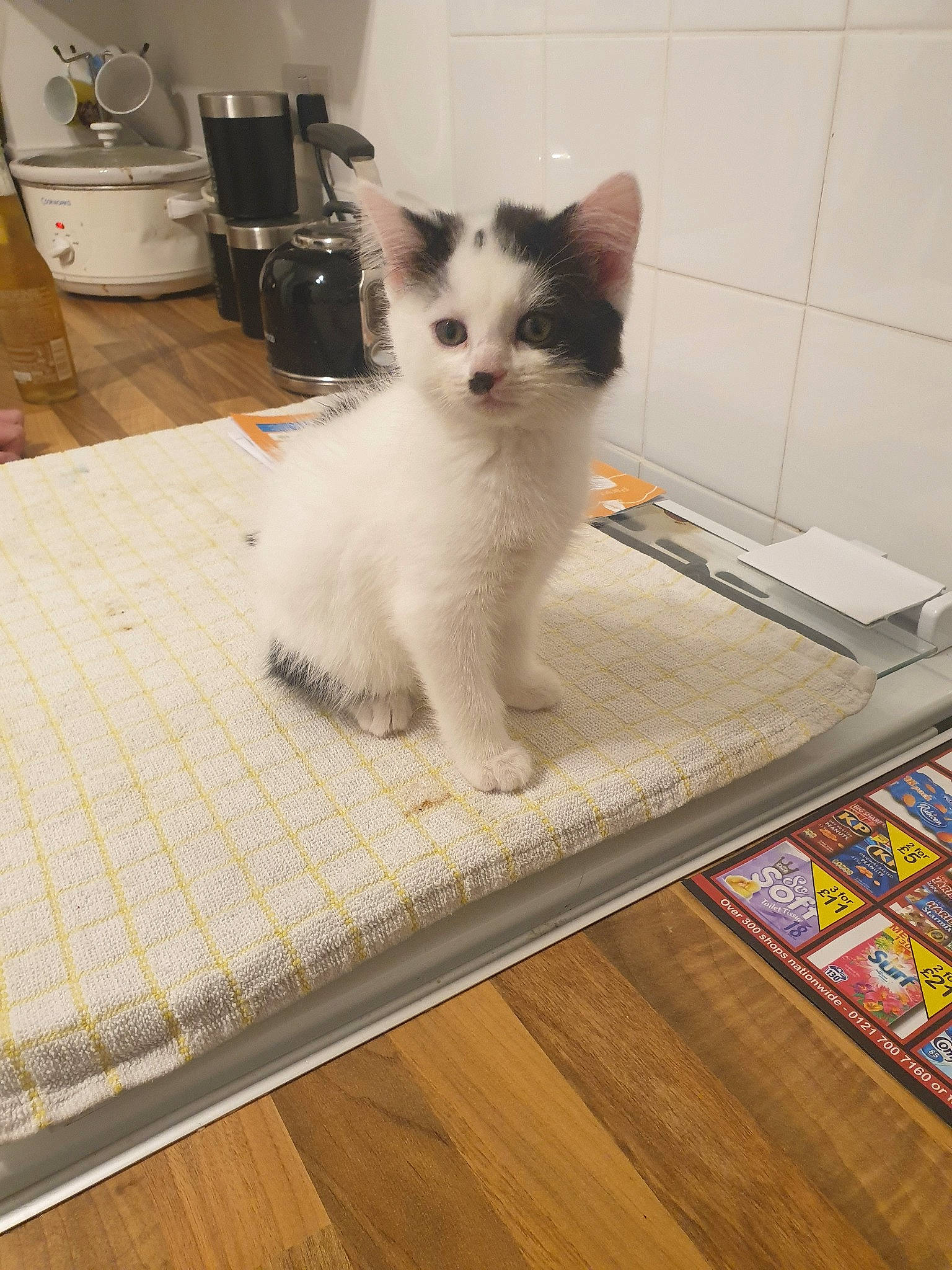 Alf joined the competition — help win amazing prizes! carnivore, cat, domestic_long_haired_cat, domestic_short_haired_cat, fawn, felidae, floor, flooring, fur, kitten, mammal, ragamuffin, ragdoll, small_to_medium_sized_cats, tail, turkish_angora, turkish_van, whiskers