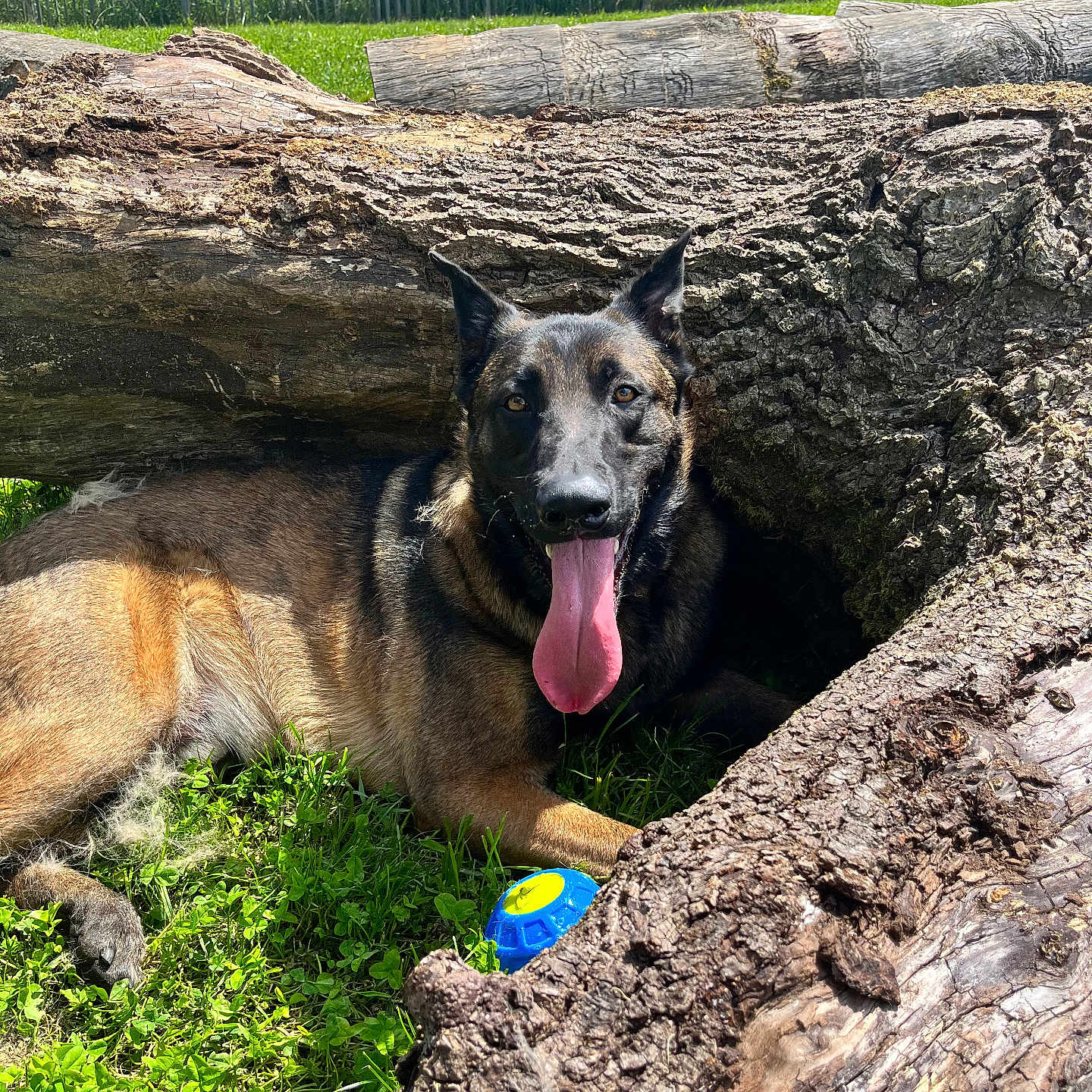 Raven participe au concours pour gagner de l'argent avec cette photo : animal, canine, dog, ears, eyes, fur, german_shepherd, grass, nature, outdoor, panting, pet_toy, playful, relaxing, resting, shade, snout, sunny_day, tongue_out, tree_logs