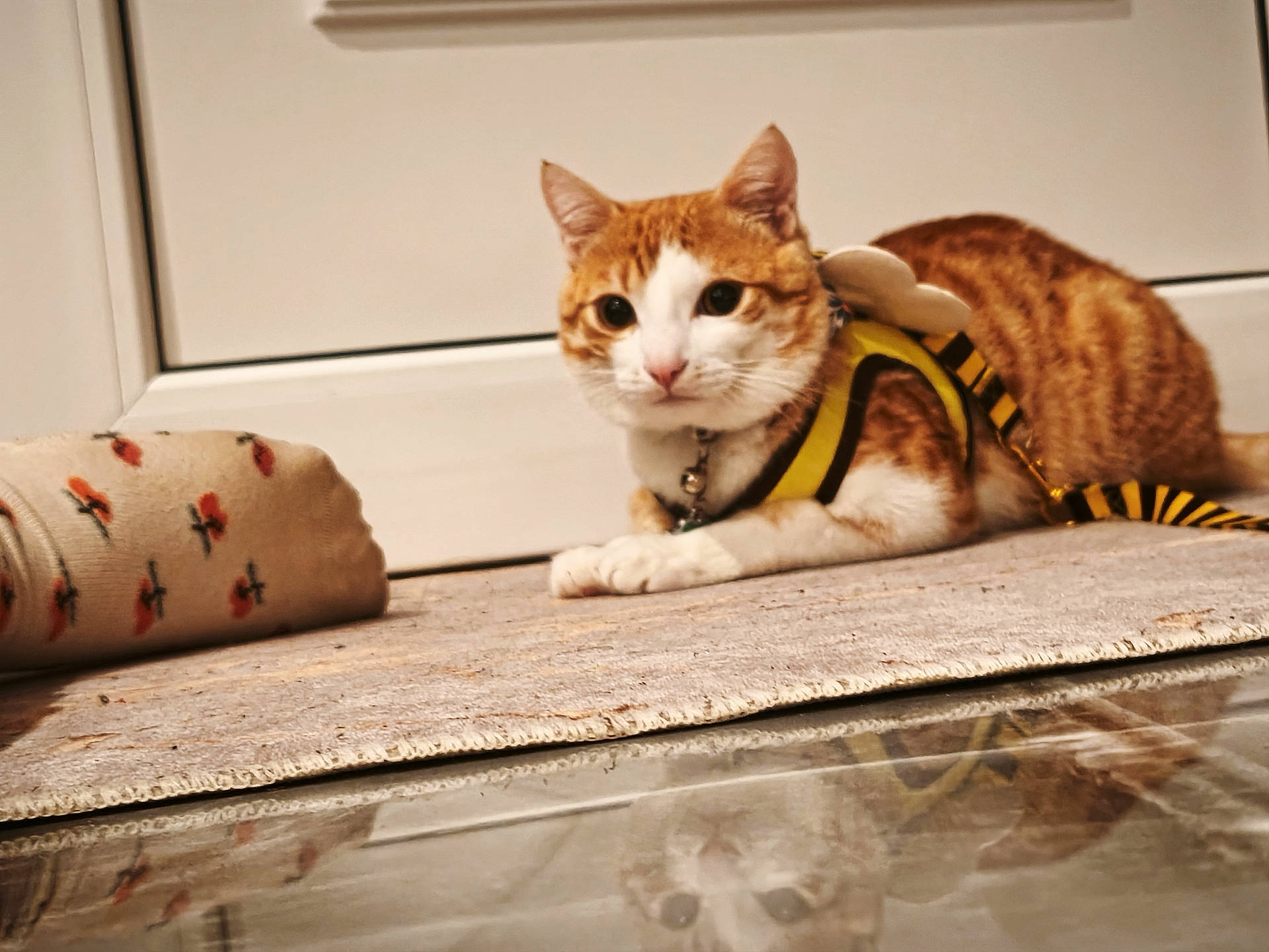 animal, bee_costume, cat, collar, costume, cute, domestic_cat, ears, feline, floor, indoor, lying_down, orange_cat, pet, playful, reflection, relaxed, rug, sock, whiskers
