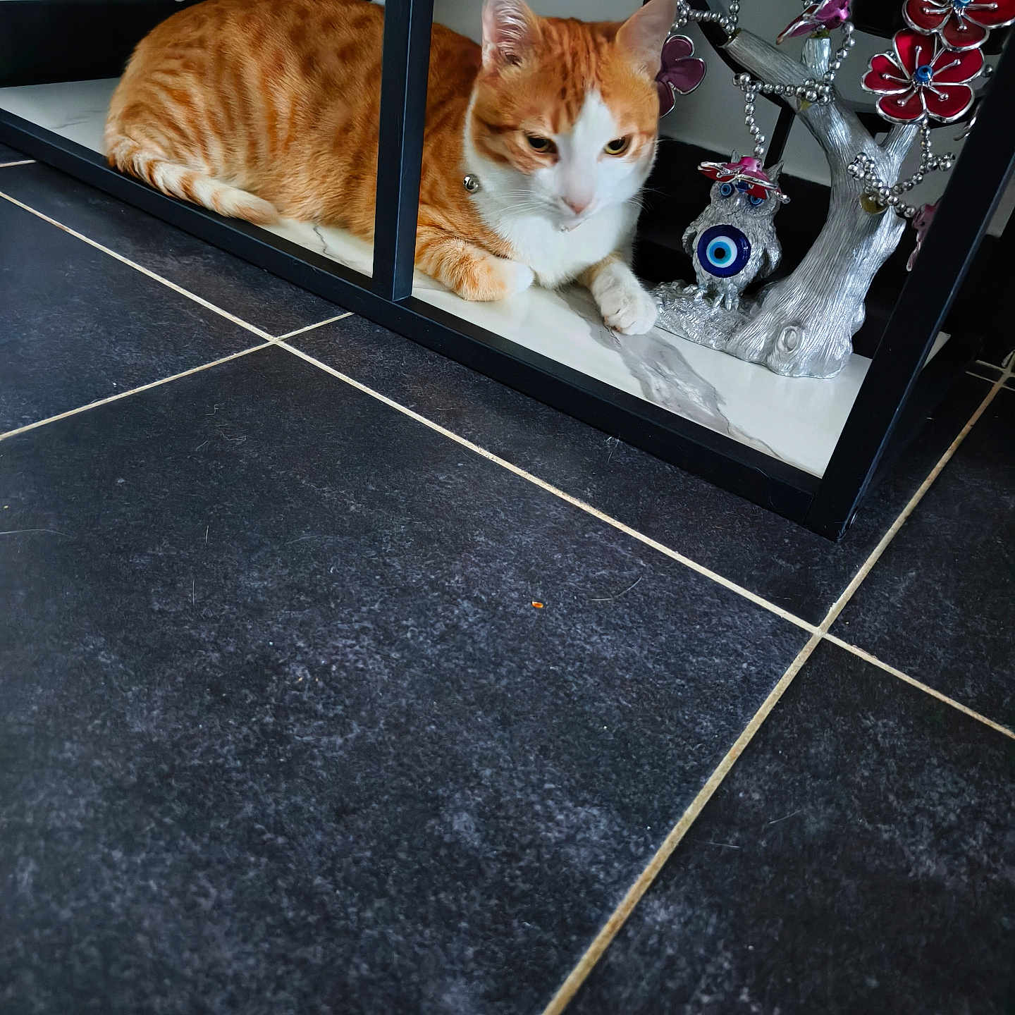 Puffy a rejoint le concours — aidez-le/la à gagner de superbes lots ! cat, orange_cat, white_cat, indoor, floor_tiles, decorative_tree, evil_eye_charm, glass_shelf, black_frame, pet, animal, relaxing, feline, domestic_cat, ornament, plant, houseplant, quiet, resting, interior