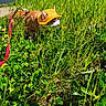 cat, orange_cat, yellow_cap, red_harness, grass, greenery, flowers, outdoor, nature, sunny, daylight, pet, animal, meadow, curious, leash, spring, closeup, exploring, feline