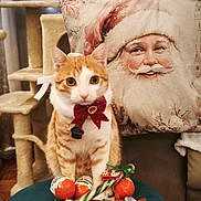 Puffy a rejoint le concours — aidez-le/la à gagner de superbes lots ! cat, orange_cat, bow_tie, candy, christmas_candy, santa_pillow, hand, cat_tree, couch, stool, holiday, festive, indoor, pet, decor, cute, orange_and_white, still_life, celebration, christmas