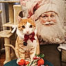 cat, orange_cat, bow_tie, candy, christmas_candy, santa_pillow, hand, cat_tree, couch, stool, holiday, festive, indoor, pet, decor, cute, orange_and_white, still_life, celebration, christmas