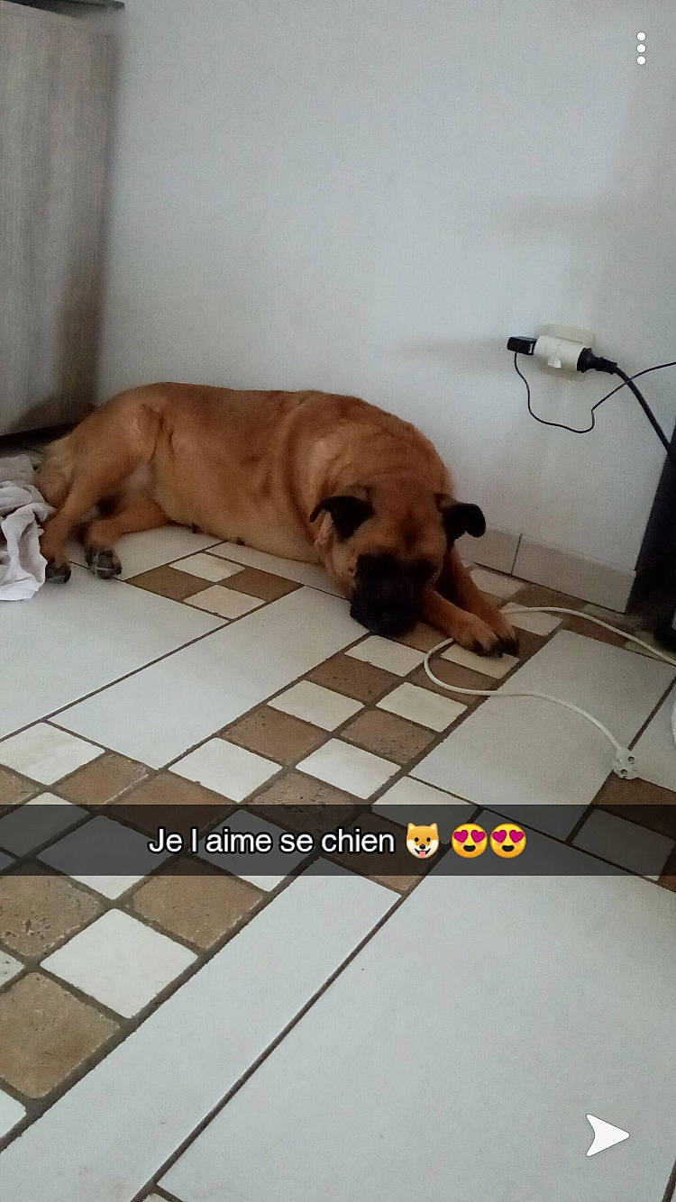 Anubis participe au concours pour gagner de l'argent avec cette photo : canidae, carnivore, coffee_cup, companion_dog, dog, dog_breed, dog_supply, fawn, floor, flooring, pet_supply, snout, sporting_group, square, tan, tile, tile_flooring, tin_can, working_animal, working_dog