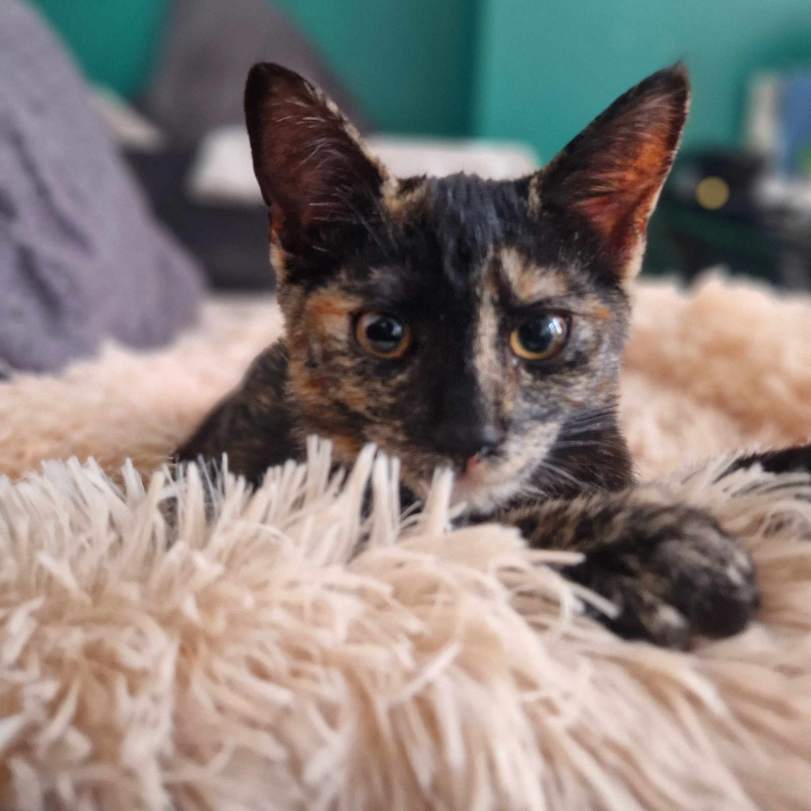 Willow is registered to the contest to win money with this photo: animal, bedroom, blanket, cat, close_up, cozy, curious, cute, domestic, ears, eyes, fluffy, fur, home, indoor, kitten, pet, resting, soft, tortoiseshell
