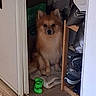 brown_dog, calm, clutter, corner, cozy, curious, dog, doorframe, floor, fluffy, furniture, household, indoor, pet, quiet, shoes, sitting, small_dog, toy, wooden_floor