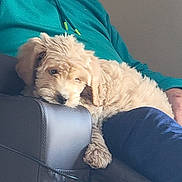 Bailey is registered to the contest to win money with this photo: armrest, blue_pants, casual, clothing, comfort, couch, cozy, dog, furry, head, indoor, leather, light_colored, paw, person, puppy, relaxed, resting, sitting, teal_shirt