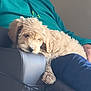 armrest, blue_pants, casual, clothing, comfort, couch, cozy, dog, furry, head, indoor, leather, light_colored, paw, person, puppy, relaxed, resting, sitting, teal_shirt