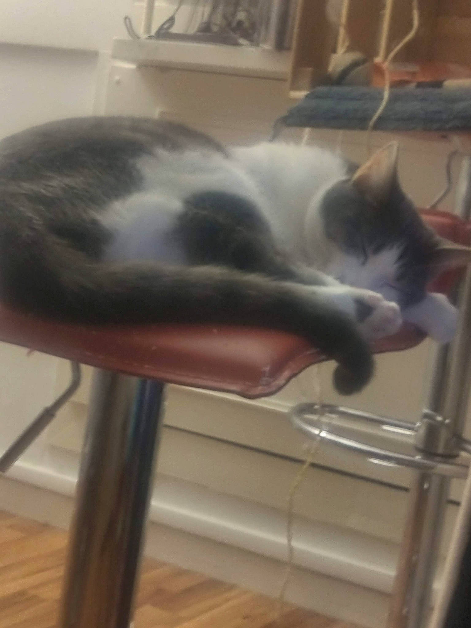 Véga participe au concours pour gagner de l'argent avec cette photo : british_shorthair, carnivore, cat, chair, domestic_short_haired_cat, felidae, furniture, russian_blue, small_to_medium_sized_cats, tail, whiskers