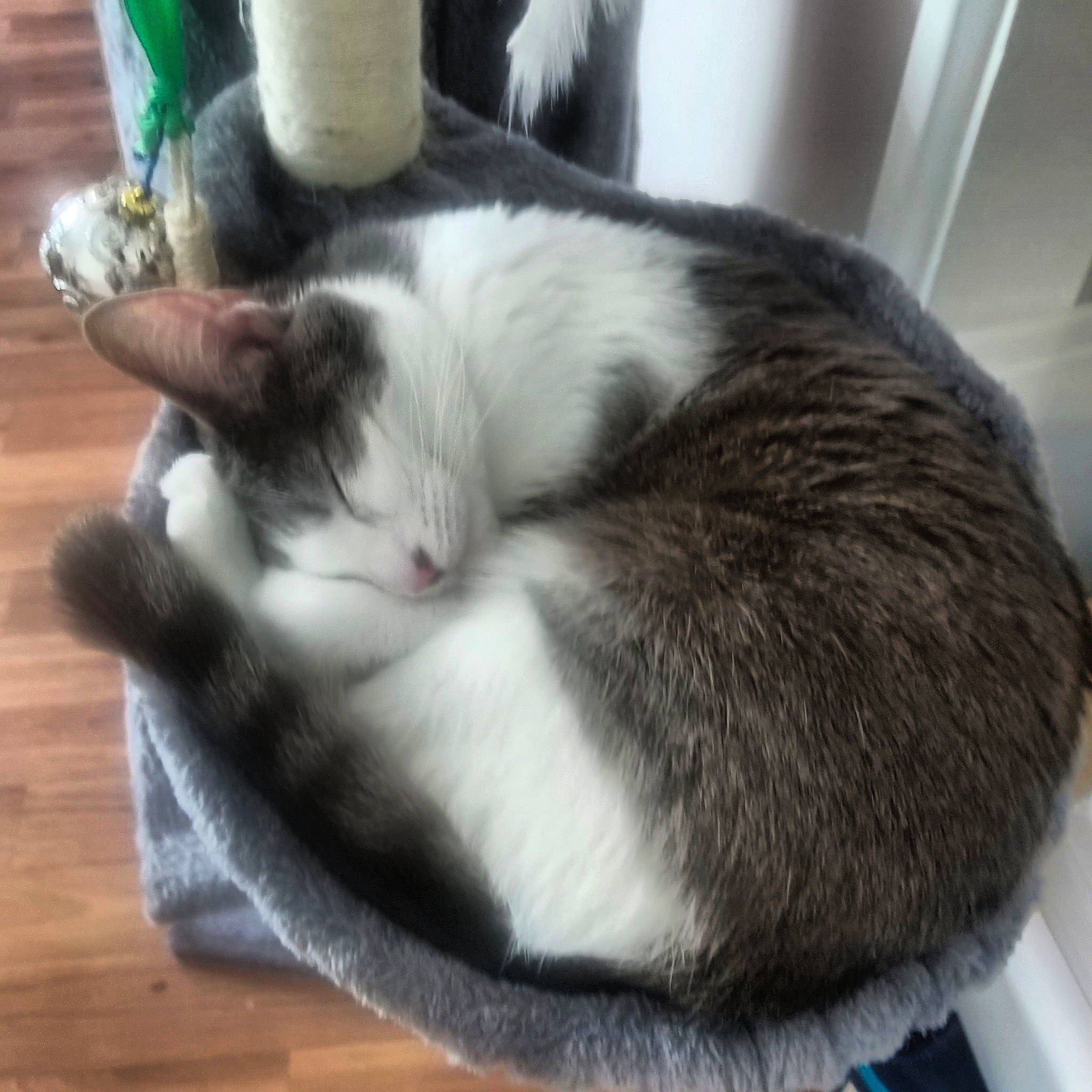 Véga participe au concours pour gagner de l'argent avec cette photo : aegean_cat, carnivore, cat, domestic_short_haired_cat, ear, european_shorthair, felidae, kitten, mammal, nap, small_to_medium_sized_cats, snout, tail, whiskers