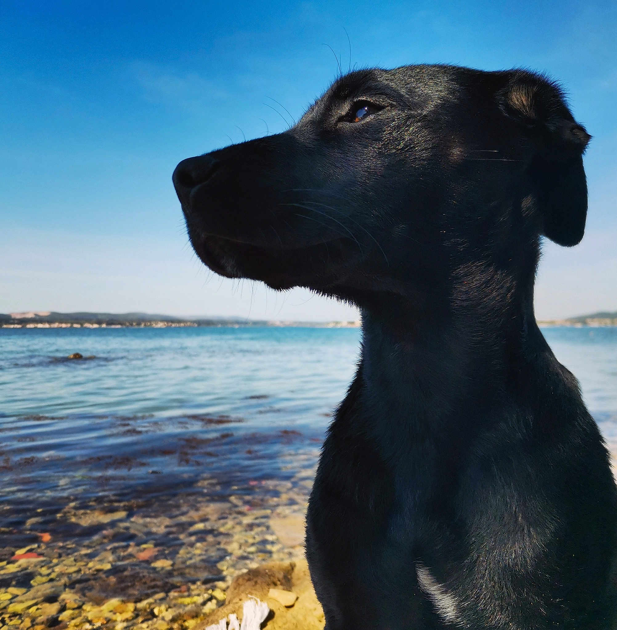 Blacky