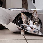 Chaussette participe au concours pour gagner de l'argent avec cette photo : cat, tabby, paper_bag, indoor, curious, playful, floor, tile_floor, wide_eyes, pet, animal, hiding, home, wooden_cabinet, white_wall, domestic_cat, cute, feline, close_up, resting