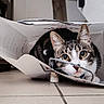 cat, tabby, paper_bag, indoor, curious, playful, floor, tile_floor, wide_eyes, pet, animal, hiding, home, wooden_cabinet, white_wall, domestic_cat, cute, feline, close_up, resting