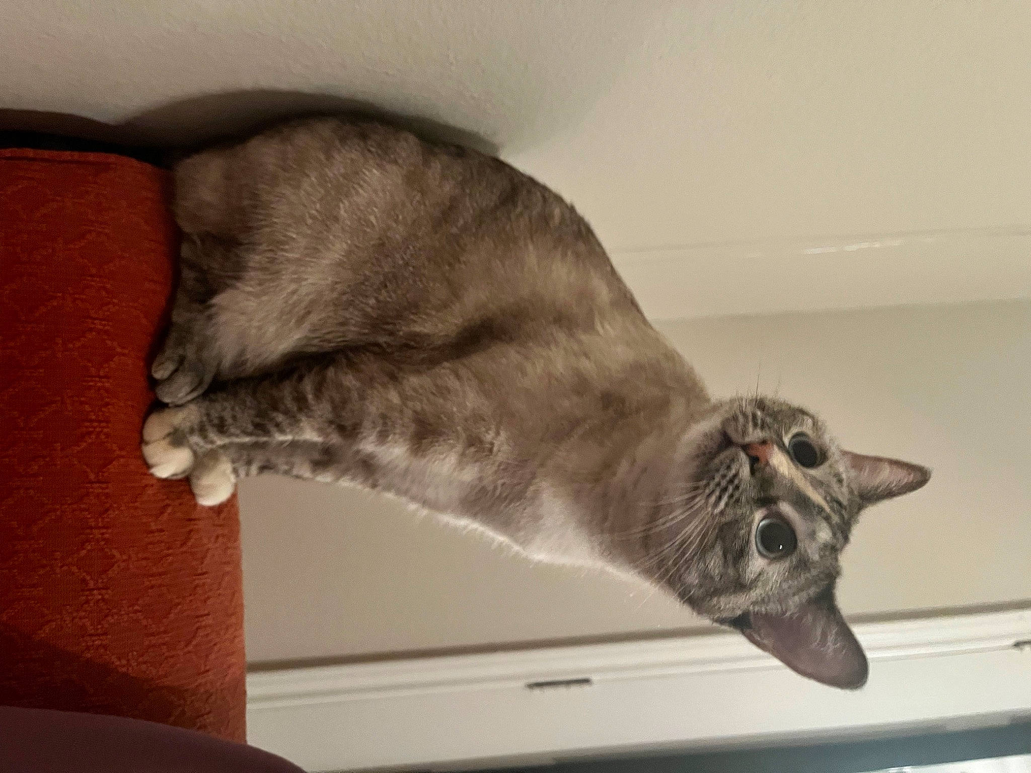 Gigi is registered to the contest to win money with this photo: carnivore, cat, claw, comfort, domestic_short_haired_cat, felidae, fur, grey, room, russian_blue, small_to_medium_sized_cats, snout, tail, whiskers