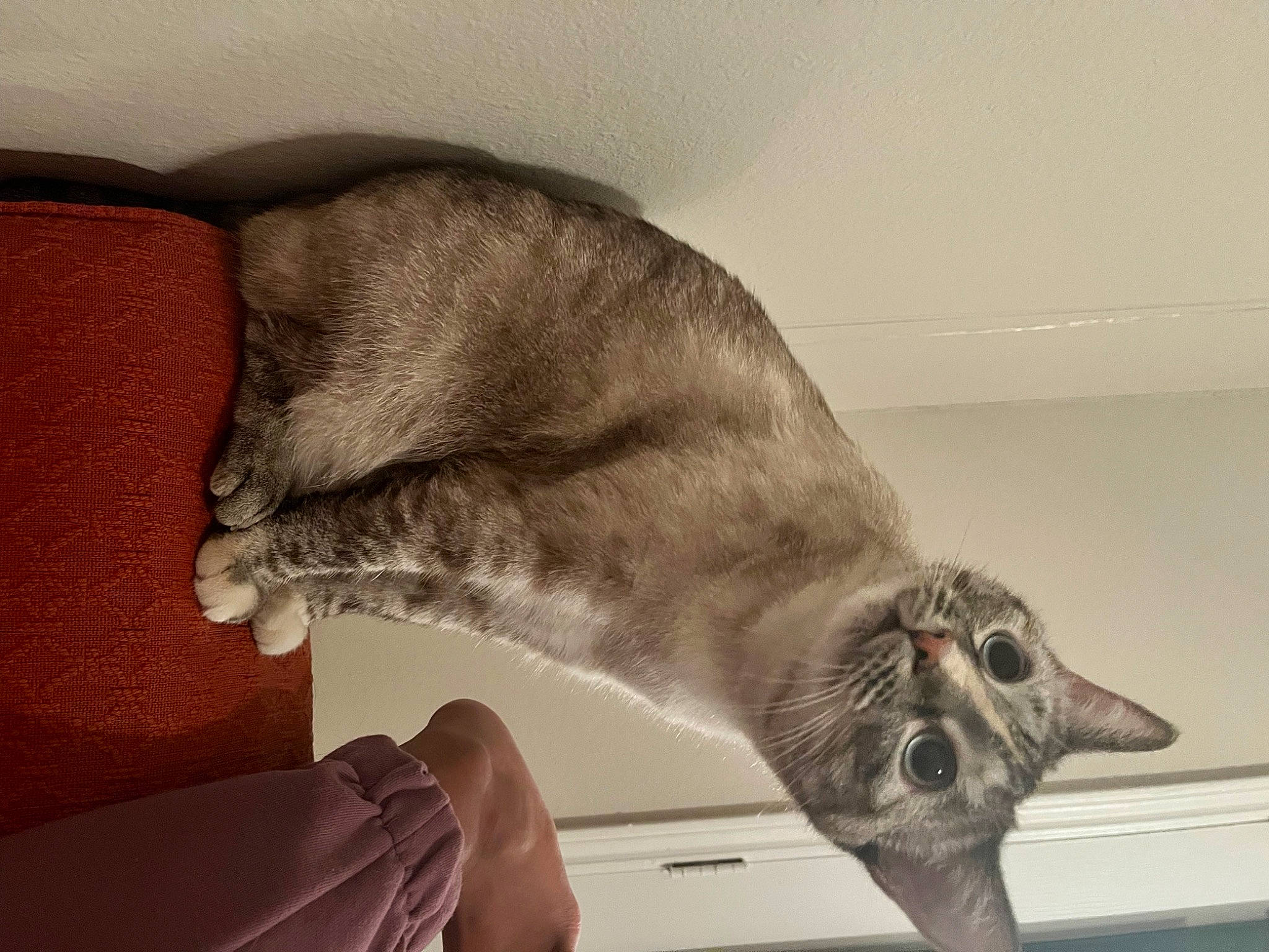 Gigi is registered to the contest to win money with this photo: carnivore, cat, comfort, domestic_short_haired_cat, fang, felidae, fur, grey, paw, small_to_medium_sized_cats, snout, tail, whiskers