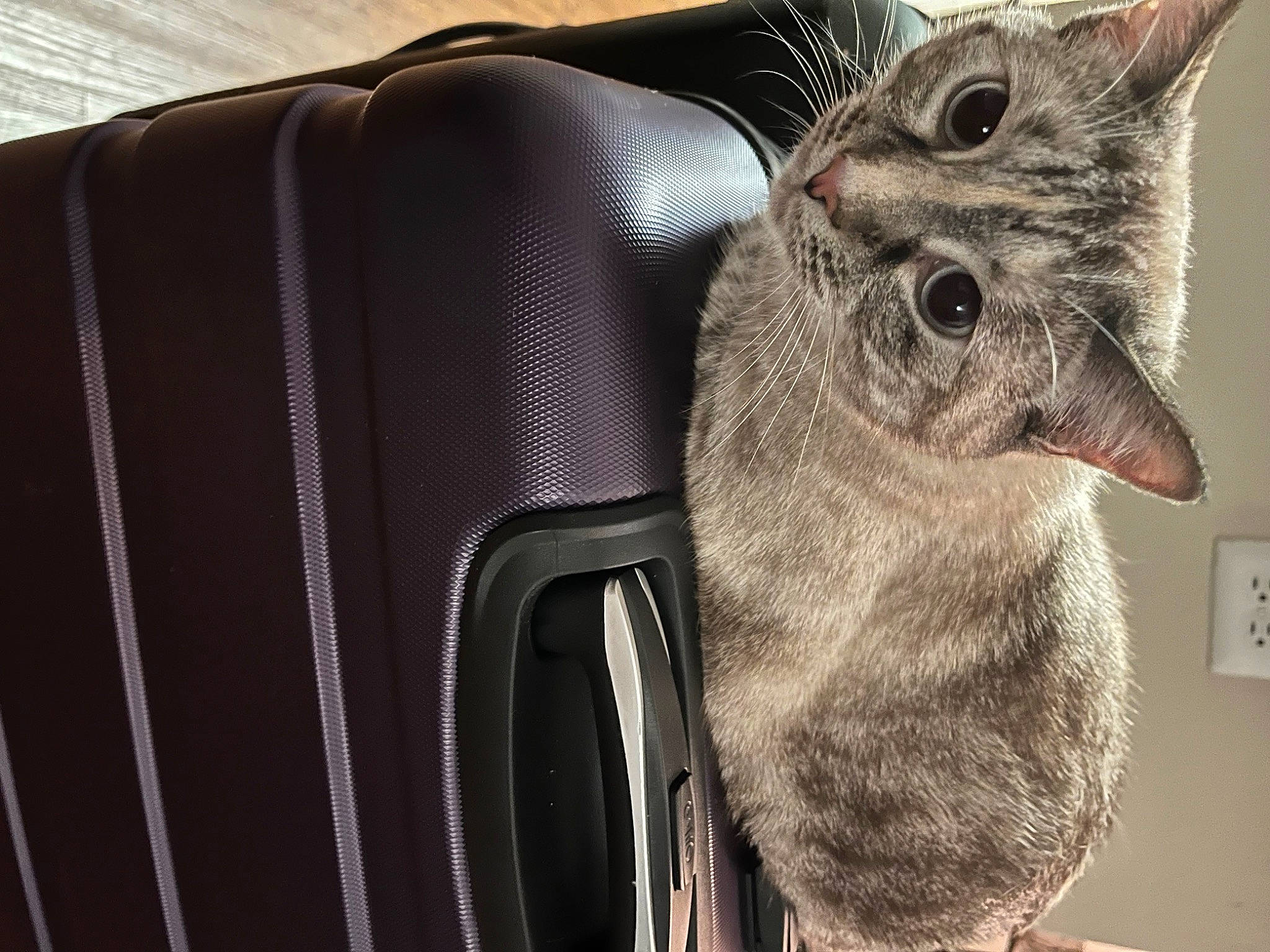 Gigi is registered to the contest to win money with this photo: bag, baggage, carnivore, cat, chair, claw, comfort, domestic_short_haired_cat, fashion_accessory, felidae, fur, laptop, luggage_and_bags, metal, paw, small_to_medium_sized_cats, suitcase, whiskers