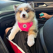 Khloe is registered to the contest to win money with this photo: puppy, dog, blue_eyes, pink_harness, car_interior, lap, person, cute, fluffy, sitting, pet, animal, window, seatbelt, hand, black_shorts, red_trim, dashboard, door, daylight