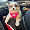 puppy, dog, blue_eyes, pink_harness, car_interior, lap, person, cute, fluffy, sitting, pet, animal, window, seatbelt, hand, black_shorts, red_trim, dashboard, door, daylight
