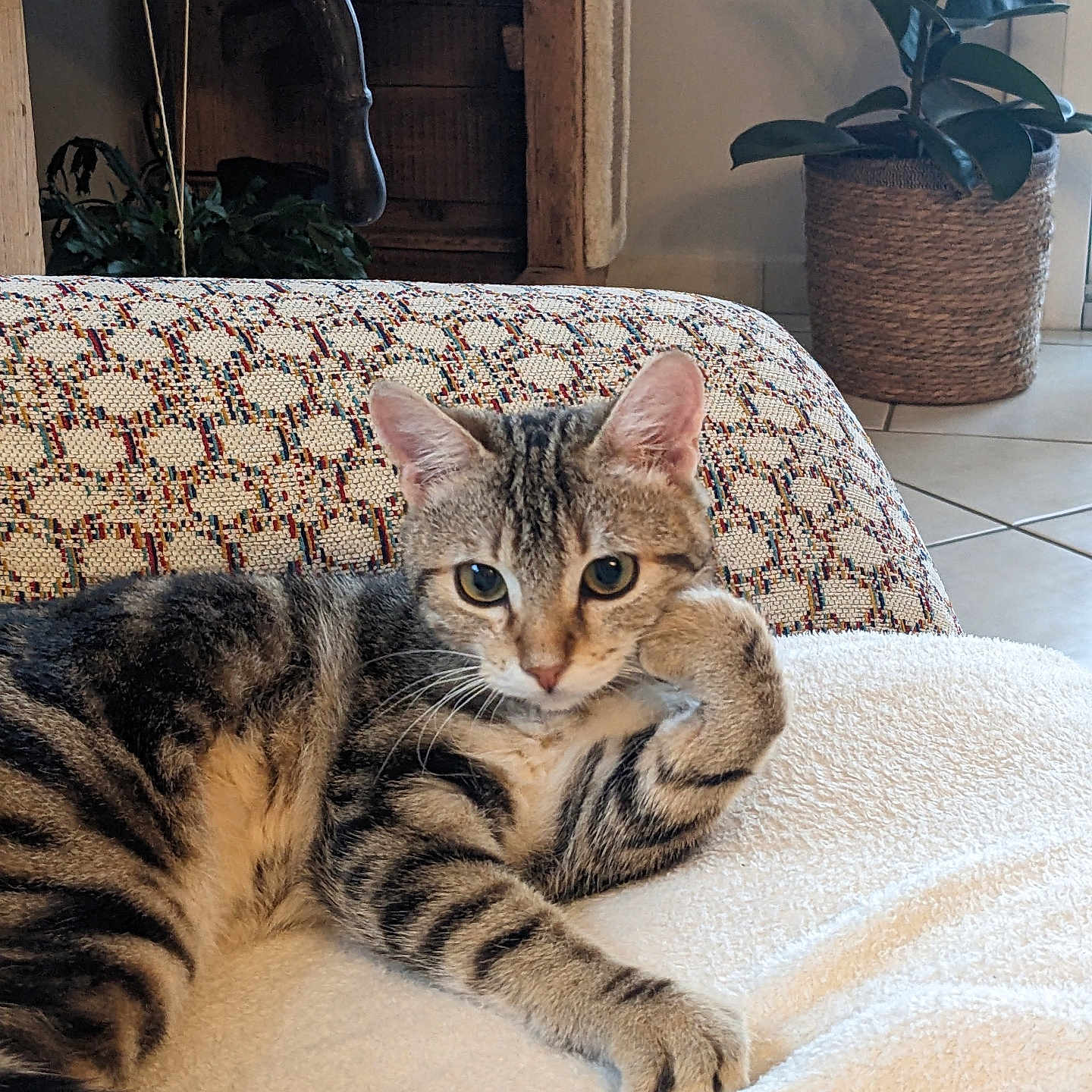 Miel participe au concours pour gagner de l'argent avec cette photo : blanket, cat, cozy, ears, eyes, feline, furniture, indoor, paw, pet, plant, potted_plant, relaxed, resting, sofa, striped, tabby_cat, tail, tile_floor, whiskers