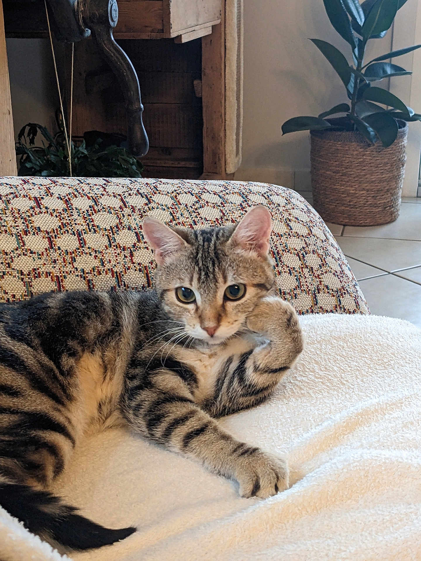 Miel participe au concours pour gagner de l'argent avec cette photo : cat, tabby_cat, pet, feline, indoor, blanket, sofa, plant, potted_plant, tile_floor, relaxed, resting, striped, paw, ears, eyes, whiskers, tail, cozy, furniture