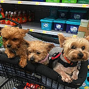 Teddy. Bella. Tucker joined the competition — help win amazing prizes! animal, basket, cleaning_products, collar, container, cozy, curious, cute, dog, fur, grocery, household, indoor, leash, pet, retail, shelf, shopping_cart, small_dog, store