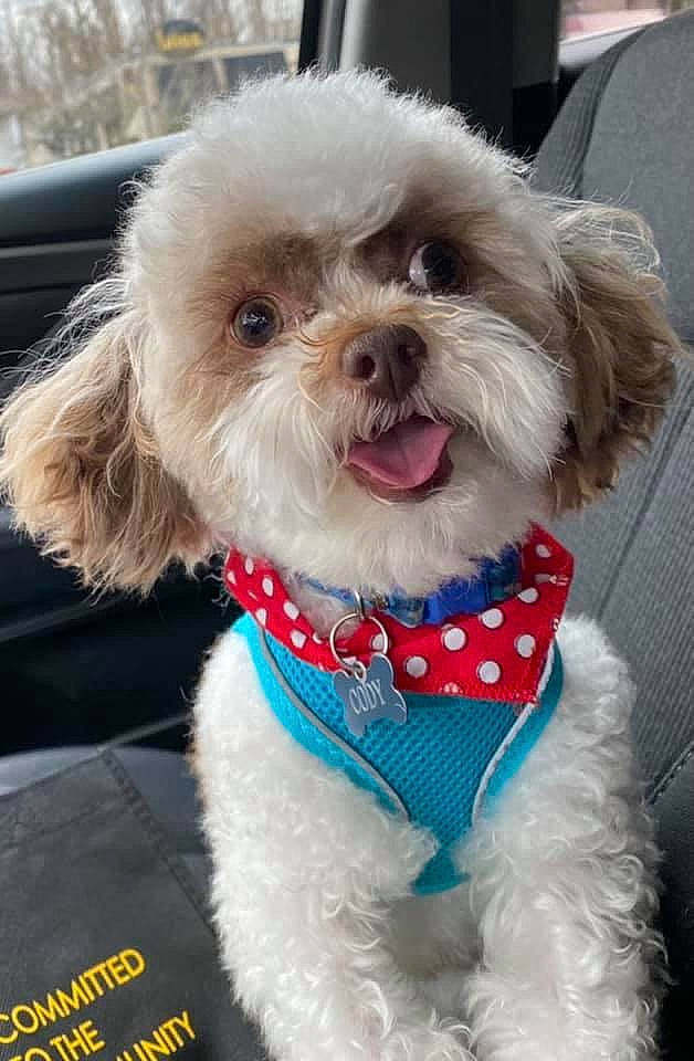 Cody is registered to the contest to win money with this photo: bow_tie, canidae, carnivore, collar, companion_dog, dog, dog_breed, dog_clothes, dog_collar, dog_supply, fashion_accessory, fur, leash, puppy_love, small_terrier, snout, sporting_group, terrier, toy_dog, working_animal