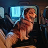 dog, pet, car_interior, seat, window, furry, fluffy, animal, domestic_animal, side_view, leash, seatbelt, brown, white, black, indoor, travel, companion, calm, sitting