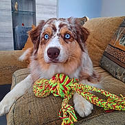 Ullow a rejoint le concours — aidez-le/la à gagner de superbes lots ! dog, blue_eyes, toy, rope_toy, couch, furniture, indoor, pet, brown, white, fur, relaxed, close_up, living_room, decor, sitting, playful, canine, home, animal