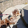 dog, leash, harness, concrete, steps, stone_wall, shadow, outdoor, sunny, brown_and_white, pet, animal, walking, curved, side_view, daylight, fur, canine, standing, leash_holder