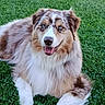 dog, australian_shepherd, blue_eyes, fur, grass, outdoor, pet, canine, animal, lying_down, happy, nature, mammal, friendly, tongue_out, summer, portrait, close_up, playful, fluffy
