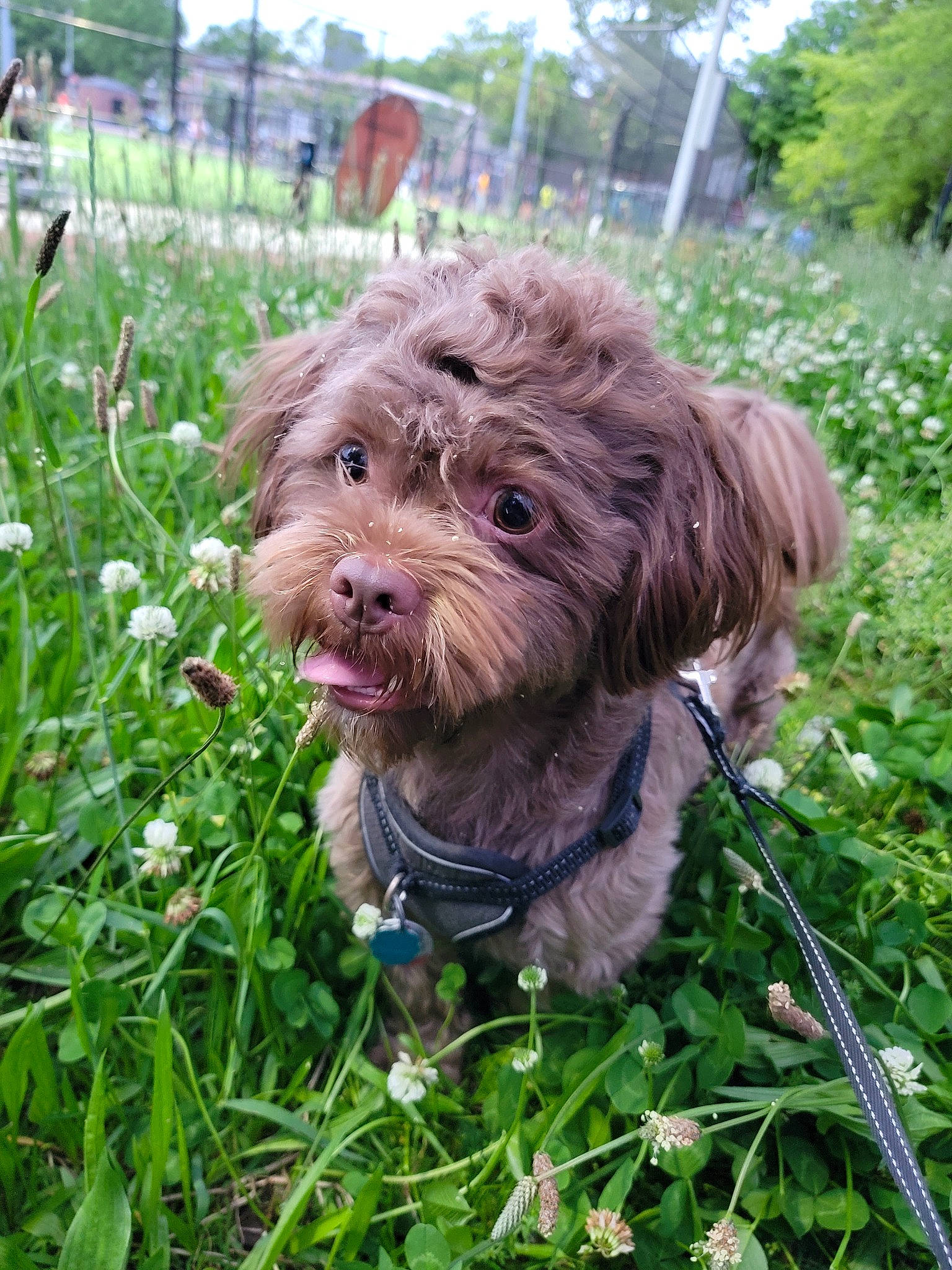 Chewy is registered to the contest to win money with this photo: canidae, carnivore, collar, companion_dog, dog, dog_breed, dog_collar, flower, garden, grass, groundcover, liver, plant, sky, sporting_group, terrestrial_animal, terrier, toy_dog, tree, working_animal
