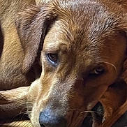 Coco is registered to the contest to win money with this photo: animal, brown, canine, close_up, cozy, dog, domestic_animal, fur, head, indoor, lying_down, mammal, paw, pet, portrait, quiet, relaxed, resting, sleepy, wooden_floor