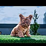 puppy, dog, grass, outdoor, daylight, curly_fur, cute, pet, animal, young_dog, greenery, nature, fluffy, small_dog, sitting, adorable, sunlight, blurred_background, ears_up, portrait