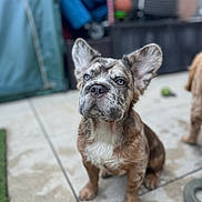 Kash is registered to the contest to win money with this photo: puppy, dog, brindle, blue_eyes, ears, pet, outdoor, patio, tile_floor, curious, sitting, young_dog, animal, canine, fur, four_legs, domestic_animal, looking_up, background_blur, companion